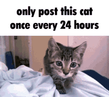 Cat 24hours GIF - Cat 24hours GIFs