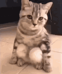 GIF