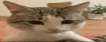 a close up of a cat laying on a table with its paw on its face .