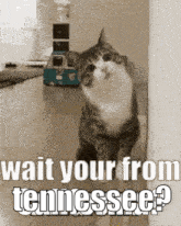 Tennessee Cat GIF - Tennessee Cat GIFs