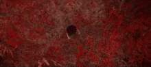 Red Forest GIF - Red Forest Look GIFs