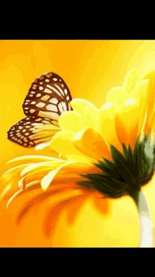 Buen Día Flores GIF - Buen Día Flores Sunflower GIFs