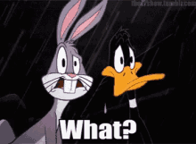 What Bugs GIF - What Bugs Daffy GIFs