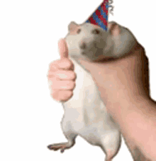 piola thumb up rat fat rat