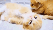Cute Animals Kittens GIF - Cute Animals Kittens GIFs