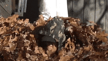 a person is laying in a pile of leaves with a hat on
