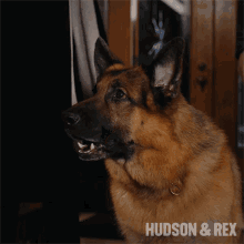 a picture of a dog with the words hudson & rex above it