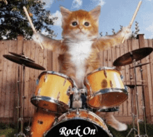 Cat Drums GIF - Cat Drums Rock On GIFs