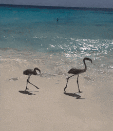 two flamingos are walking on a sandy beach near the ocean