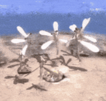 a group of white flowers are sitting on a sandy surface