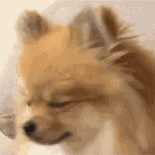 Animated Smh GIF - Animated Smh Dog GIFs