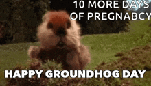 Groundhog Day Groundhogs Day GIF - Groundhog Day Groundhogs Day Punxsutawney Phil GIFs