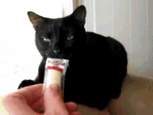 Cat Hates Cheese GIF