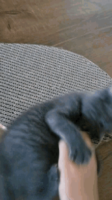 Grey Cat GIF - Grey Cat GIFs
