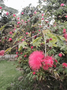 a bush with lots of pink flowers and leaves
