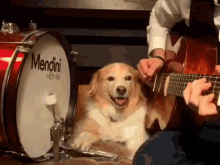 Dogs Funny GIF - Dogs Funny Play GIFs