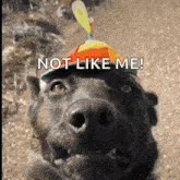 Funny Dog Propeller Cap GIF