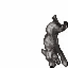 wolf tibia
