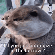 a close up of an otter with the words `` did you just apologize in the burrow ? '' written on it .