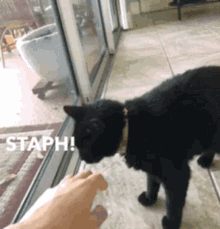 Black Cat GIF - Black Cat Love GIFs