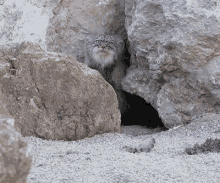 Whoisthere Cat GIF - Whoisthere Cat Peckaboo GIFs