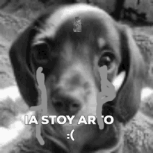 puppy sad cry