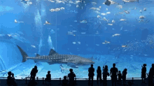 shark fish giant aquarium