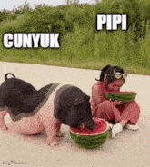 two pigs are eating watermelon next to a girl who is eating watermelon .