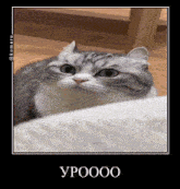 a picture of a cat with the word ypoooo on the bottom