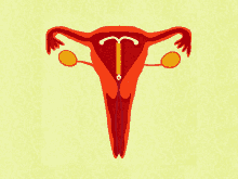 Iud Birth Control GIF - Iud Birth Control Uterus GIFs
