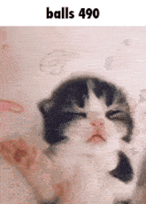 a kitten with its eyes closed and the words " balls 490 " above it