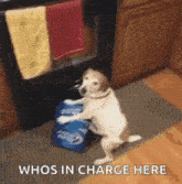 a dog is standing on its hind legs next to a bag of bud light beer in a kitchen .