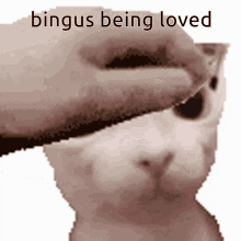 bingus