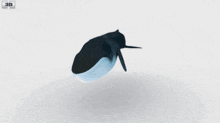 Whale Spinning GIF - Whale Spinning GIFs
