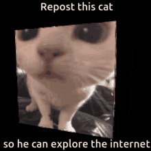 Cat Cube Spinning GIF - Cat Cube Spinning Meme GIFs