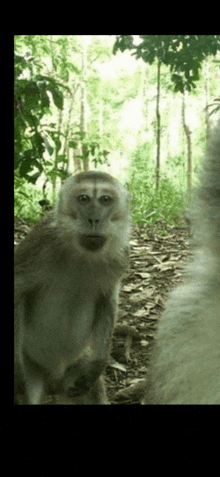 a close up of a monkey looking at the camera