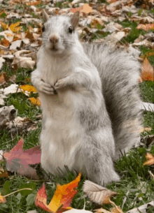 Squirrel White Squirrel GIF - Squirrel White Squirrel Albino Squirrel GIFs