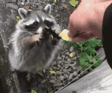 Give Me Please Im Hungry GIF
