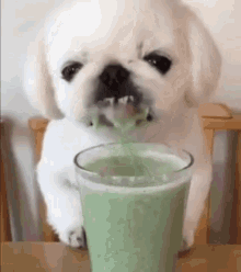 Dog Drink GIF
