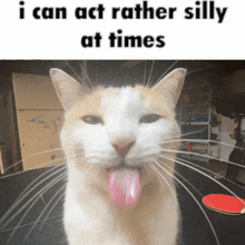 Silly Cat Act Rather Silly GIF - Silly Cat Silly Cat GIFs