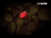 a close up of a flower with kbs world written on the bottom right
