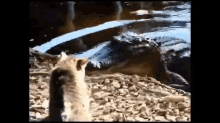 Cat Vs. Alligator GIF - Cat Alligator Scared GIFs