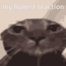 My Honest Reaction Cats GIF