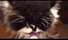 Cat Gets Brain Freeze GIF - Ouch Icecream Cute GIFs