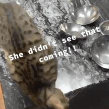 Cat Falling GIF - Cat Falling She Didnt See That Coming GIFs