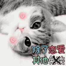 谈恋爱，恋爱，猫咪，猫，小猫 GIF - In Love Relationship Cat GIFs