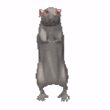 Bigt Rat GIF - Bigt Rat GIFs