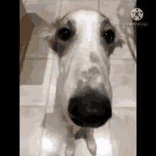 What is the 'let me do it for you' meme? Long nosed Borzoi dog