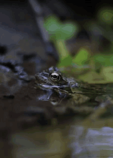 Grenouille GIF - Grenouille Frog GIFs