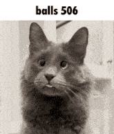 a black and white photo of a cat with the text balls 506 above it